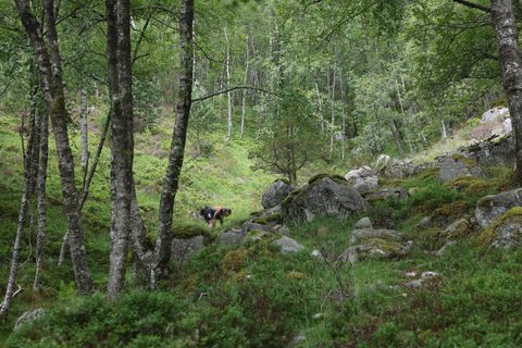 20260704-Rockman-GAJ32760.JPG