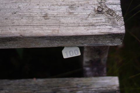 loydandjørgen0069.JPG