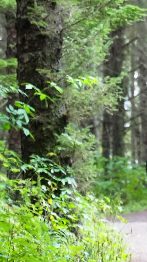 sony-ez-05 - løper i skogen.mp4